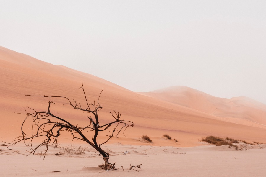 dry arrid desert