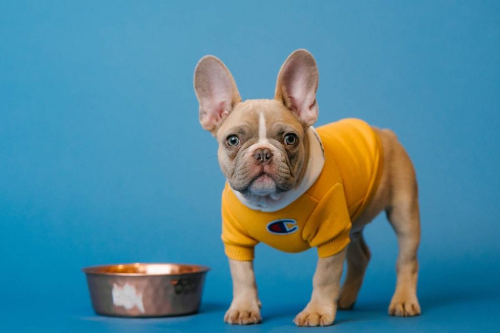 Small dog standing next to a water bowl with a blue background