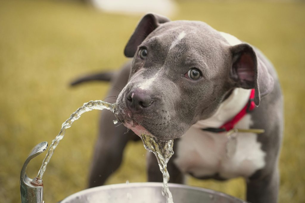 A healthy dog drinking water, illustrating safe hydration and the importance of water quality when considering if dogs can drink softened water.